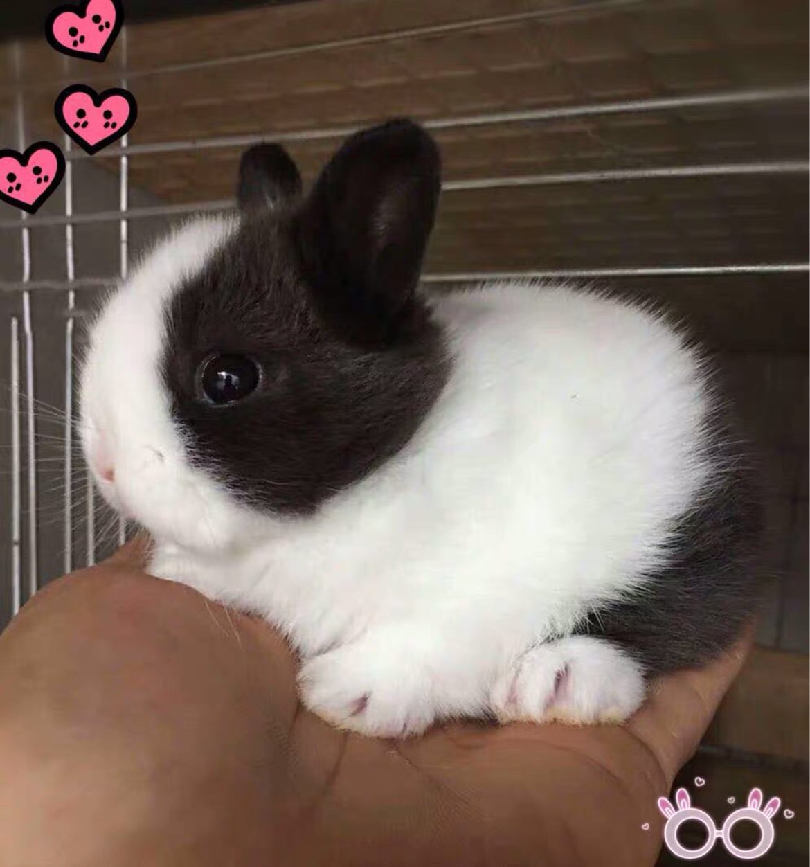 宠物兔子活物侏儒兔活体迷你小型凤眼海棠西施猫猫兔茶杯兔长不大_虎窝淘