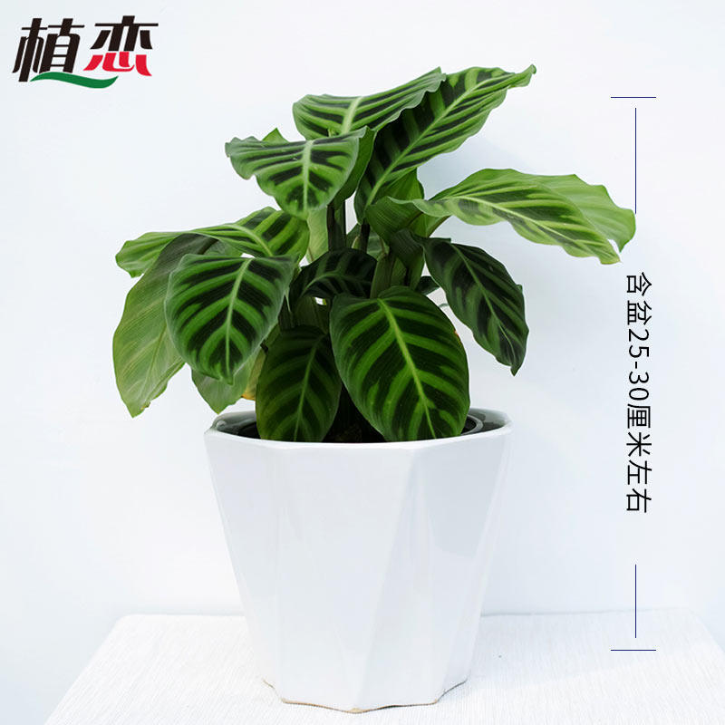 斑马竹芋,种类,斑马海芋(第6页)_大山谷图库