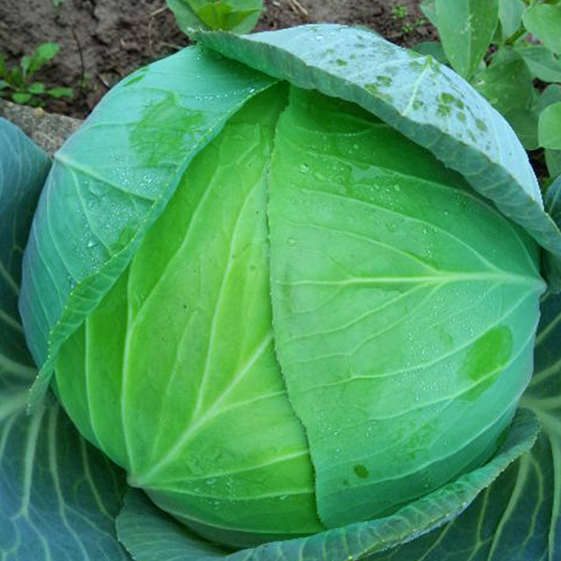 丰元急绿三号庭院阳台种菜蔬菜甘蓝种子包头菜洋白菜卷心菜籽盆栽 - 图0