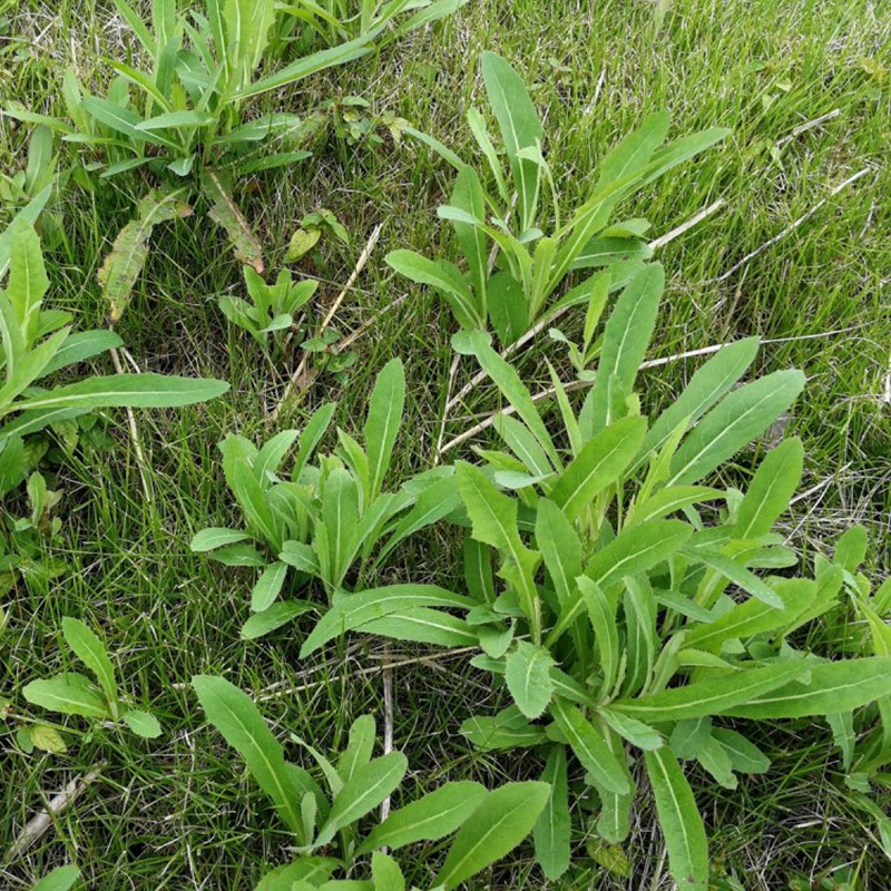 黄花败酱草种子苦益菜苣荬菜苦菜子苦菜苦麻菜种草花种子四季种植 - 图0