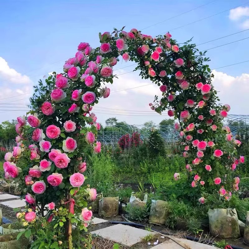 大天使加百列黑巴克月季盆栽花苗四季庭院爬藤本蒙娜丽莎玫瑰花卉 - 图2