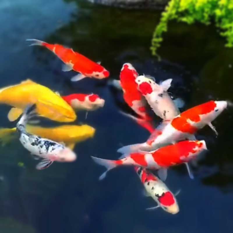 锦鲤鱼冷水观赏鱼纯种大型红白淡水好养耐活金鱼红鲤鱼小鱼苗活鱼-图1