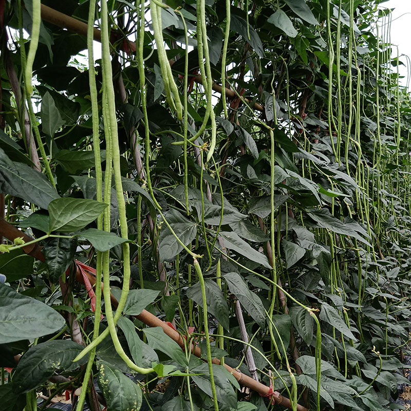 非转基因可留种蔬菜种子长豆角种子长豇豆种子带豆种子技术支持费 - 图3