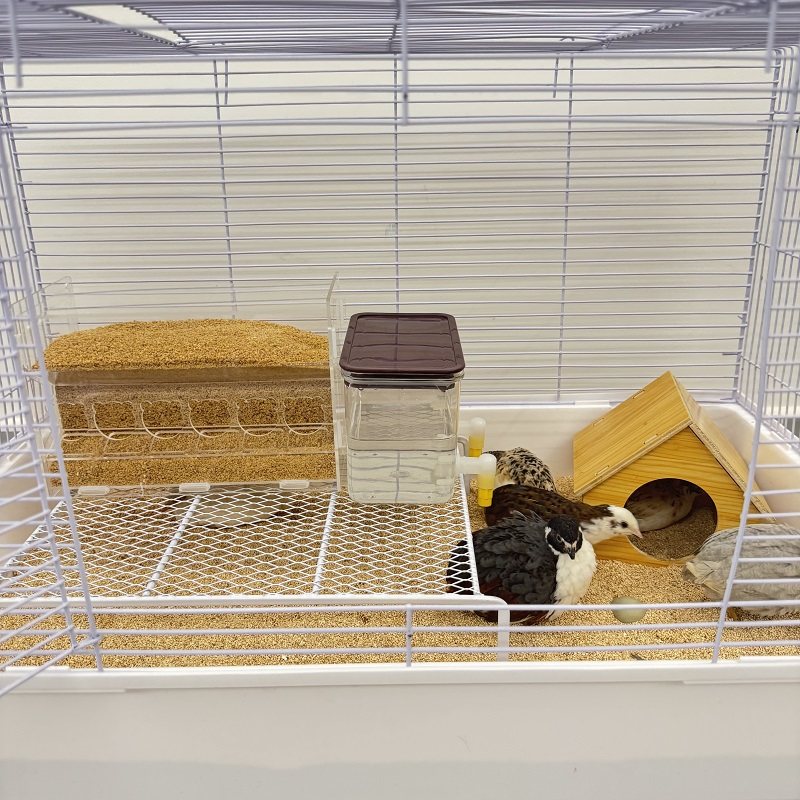 昂三只芦丁鸡40-60天青年鸡套餐笼子食物器全色系宠物活鸡宠物鸡,淘宝优惠券,粉丝福利购,淘宝优惠卷