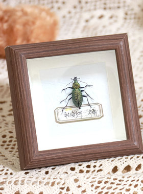 昆虫标本相框中空立体DIY创意框蝴蝶甲虫展示透明植物标本框摆台