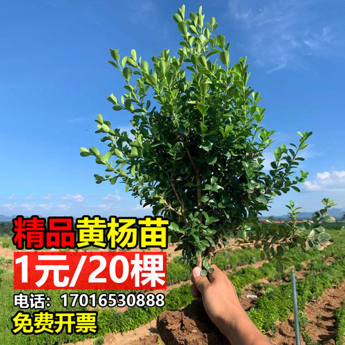 小叶黄杨苗瓜子黄杨苗四季常青绿化苗冬青苗北海道黄杨庭院篱笆苗 - 图0