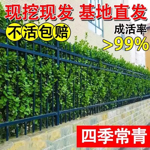 围墙篱笆植物直立大叶北海道黄杨苗冬青树苗四季常青耐寒庭院绿篱 - 图1
