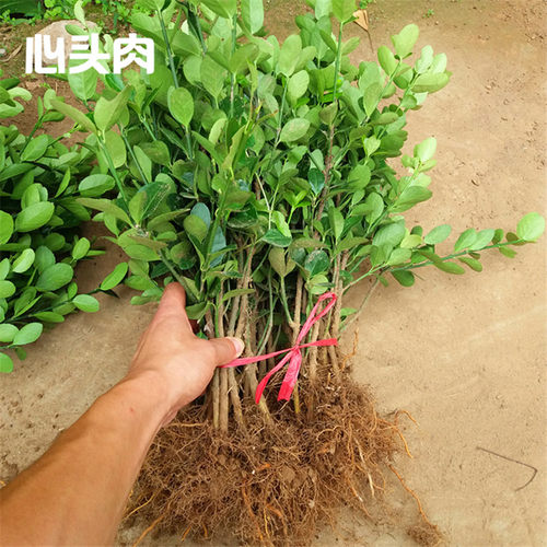 小叶黄杨苗瓜子黄杨苗四季常青绿化苗冬青苗北海道黄杨庭院篱笆苗 - 图2