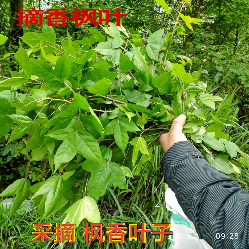 三角枫树苗古枫香广西枫香叶中药材黑色植物染料山枫香苗造林复绿 - 图1