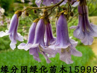 紫花泡桐树苗速生树苗梧桐树开花梧桐绿化苗木 - 图1