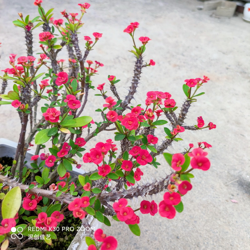 一物一拍老桩小叶小花虎刺梅盆栽铁海棠四季开花阳台红花耐热花卉-图0