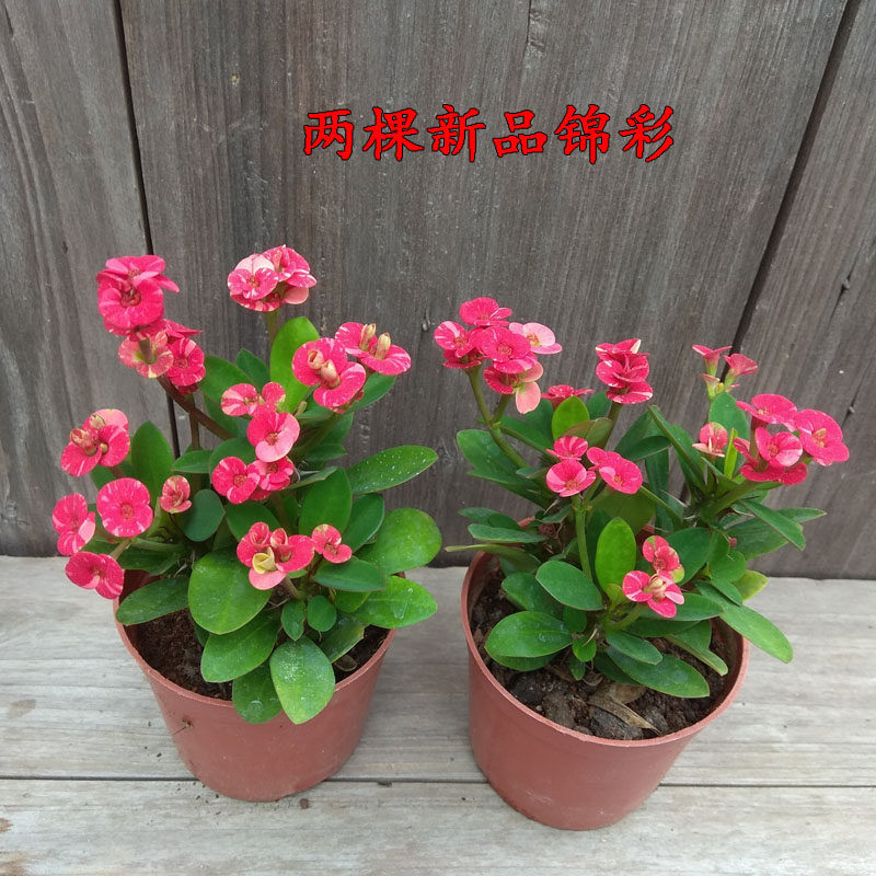 新品种五彩虎刺梅小叶四季开花盆栽老桩铁海棠耐热耐旱花卉麒麟花 泥创佳艺 淘优券