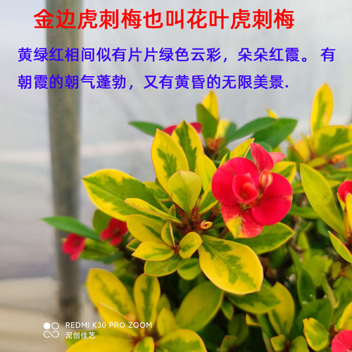 稀有新品种金叶花叶虎刺梅小叶金边铁海棠四季开花懒人盆栽耐暴晒 - 图1