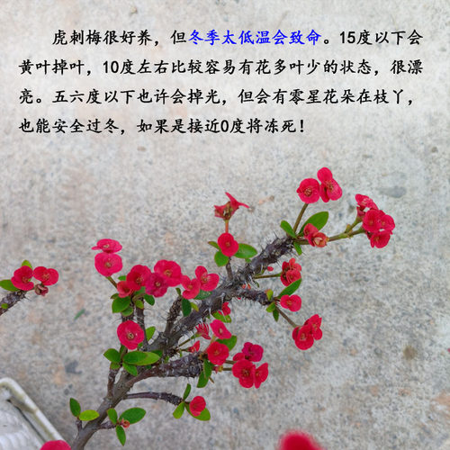 大老桩小叶小花虎刺梅盆栽悬崖盆景苗铁海棠耐晒耐热花卉阳台庭院 - 图1