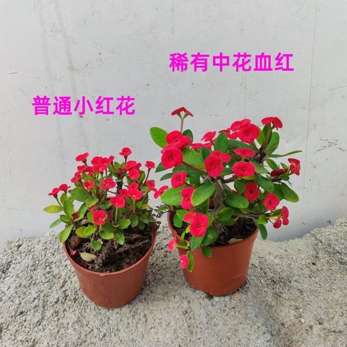 中小花鸡血红虎刺梅盆栽国旗红血色铁海棠阳台楼顶门口耐暴晒花卉 - 图0