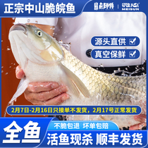 Micro-core Zhongshan crisp fish crisp meat grass carp live fish hot pot crisp meat Crisp Fish Grass Carp Crisp Meat Grass Carp Slice fish raw