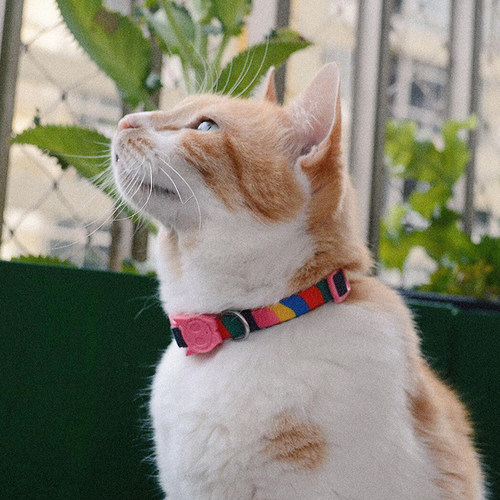 zeex美国Zeedog猫项圈防窒息安全扣Zeecat波斯英短美短折耳猫咪脖 - 图0