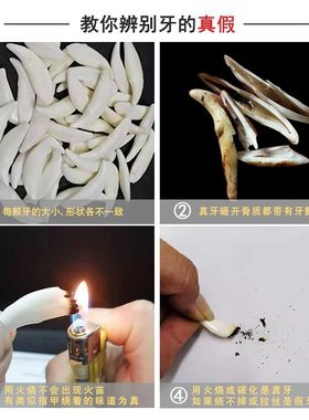 真品大黑狗牙吊坠男狼牙