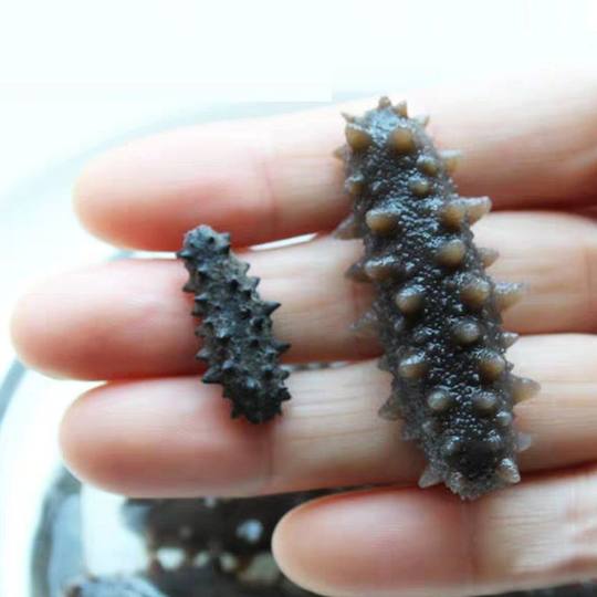 Leicht getrocknete kleine Seegurken, Trockenwaren, am Boden gesäte Liao-Ginseng-Meeresfrüchte, nicht frischer, verzehrfertiger Mini-Porridge, kommerzielle schadstofffreie Seegurken