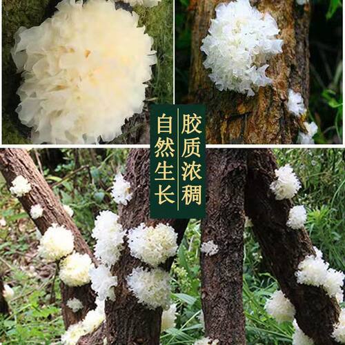 安徽金寨椴木小银耳小朵新鲜无硫磺雪白糯木耳干货易煮胶多250克 - 图0