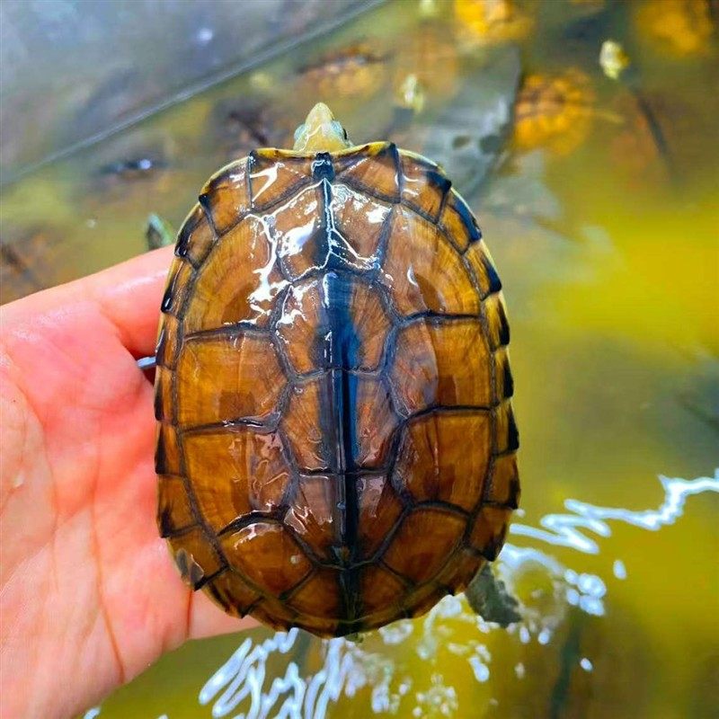 纯种石金钱龟南石龟招财龟乌龟活体宠物龟小青龟黄金龟外塘龟,淘宝优惠券,粉丝福利购,淘宝优惠卷