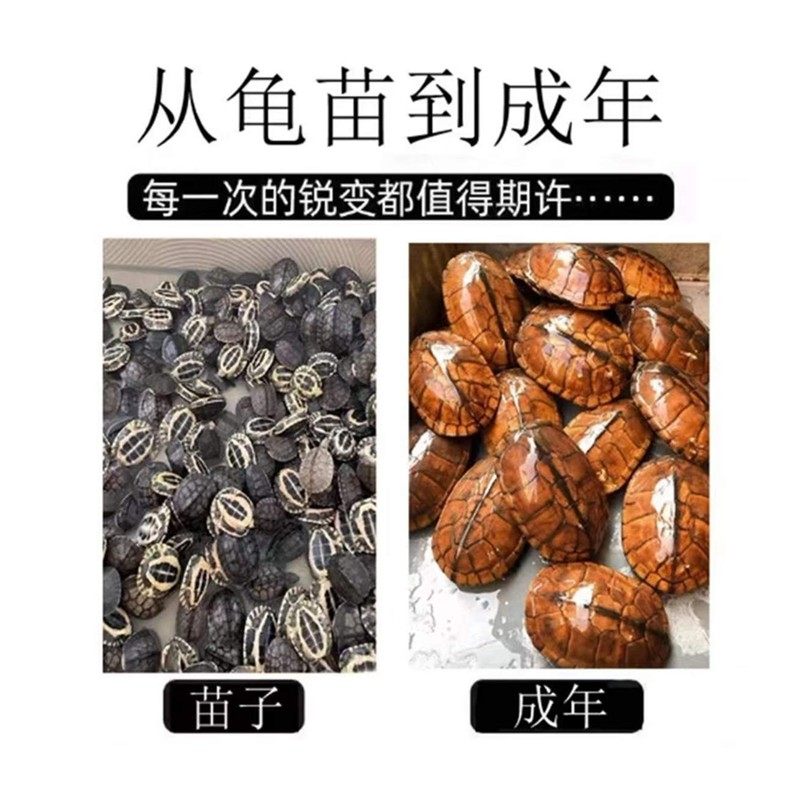 纯种石金钱龟南石龟招财龟乌龟活体宠物龟小青龟黄金龟外塘龟,淘宝优惠券,粉丝福利购,淘宝优惠卷