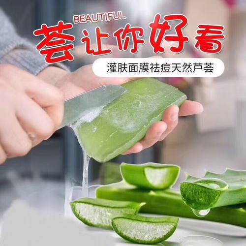 库拉索芦荟灌肤鲜叶特价可食用芦荟灌肤敷脸芦荟室内客厅芦荟盆栽 - 图3