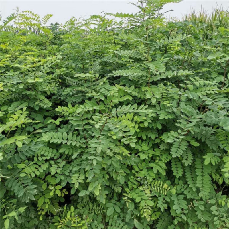 食用洋槐花树苗洋槐树苗刺槐树苗槐花树苗槐花树庭院行道种植-图0