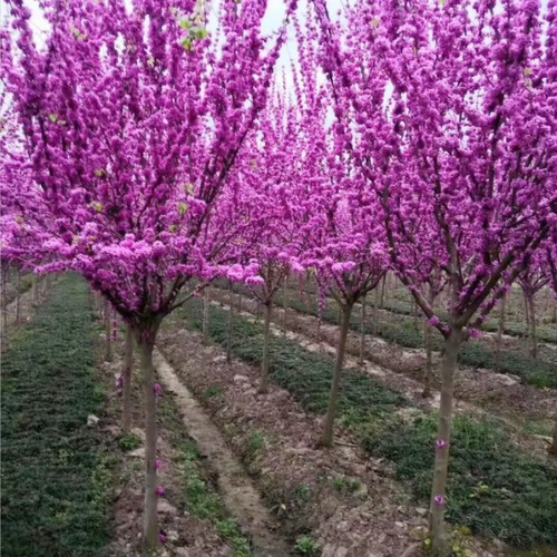紫荆花树苗紫荆花苗满条红庭院阳台开花花卉绿化工程苗木当年开花 - 图1