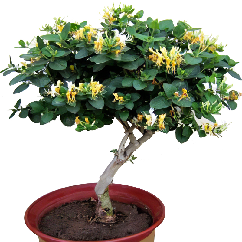 金银花苗室内浓香花卉盆栽爬藤庭院种植北花一号金银花树苗食药用 - 图3
