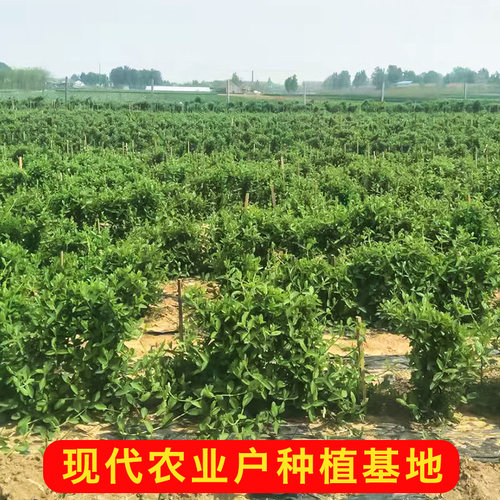 金银花树苗多年生树形爬藤四季红色北花一号耐旱盆栽地栽食用药用 - 图1