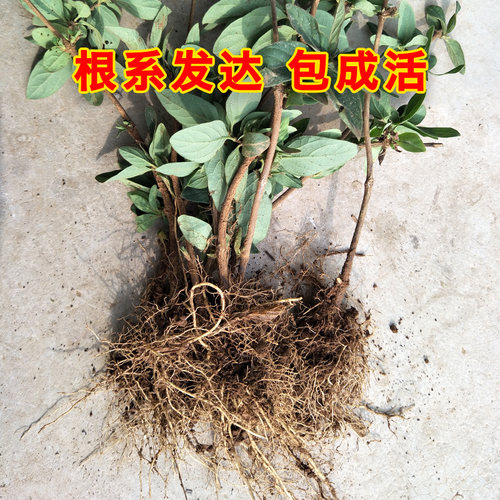 金银花树苗多年生树形爬藤四季红色北花一号耐旱盆栽地栽食用药用 - 图2