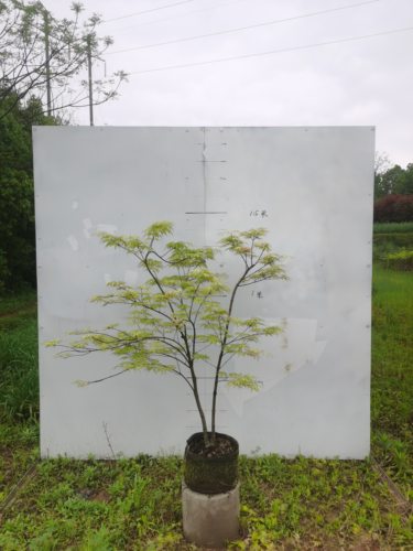 枫树祖母幽灵Acer palmatum 'Grandma Ghost' - 图0