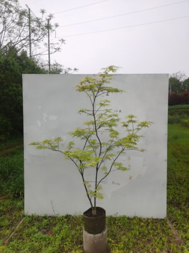 枫树祖母幽灵Acer palmatum 'Grandma Ghost' - 图2