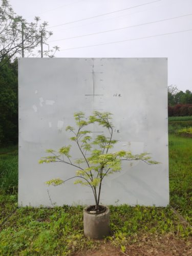 枫树祖母幽灵Acer palmatum 'Grandma Ghost' - 图1