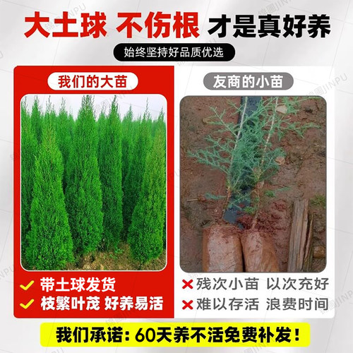 松柏树树苗坟地墓前树龙柏桧塔柏庭院工程绿化行道树四季常青乔木 - 图0