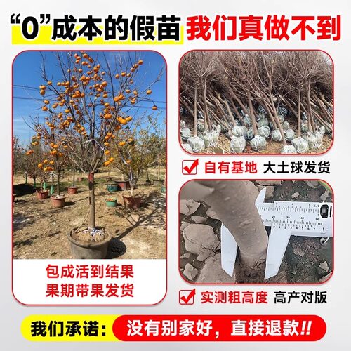 特大号柿子树苗庭院果树脆甜火晶柿子苗嫁接树苗南北方耐寒水果苗 - 图1