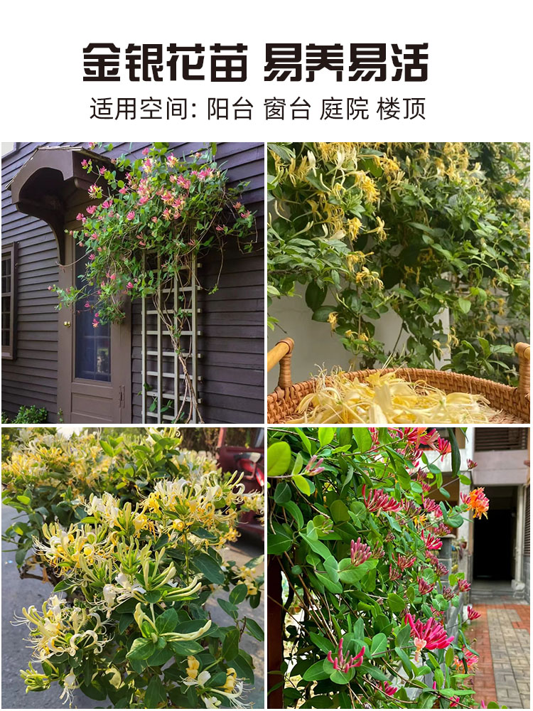 金银花树苗盆栽鸳鸯忍冬藤室内浓香花卉阳台庭院四季爬藤植物易活-图0