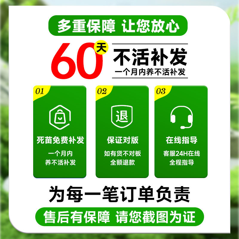 大盆发财树盆栽客厅前台办公室三杆步步高招财树盆景新中式款绿植,淘宝优惠券,粉丝福利购,淘宝优惠卷
