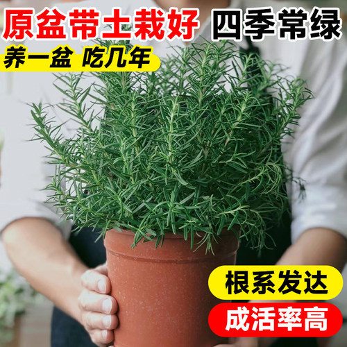 特级迷迭香盆栽可食用煎牛排用百里香薄荷叶紫苏新鲜香草驱蚊植物 - 图1