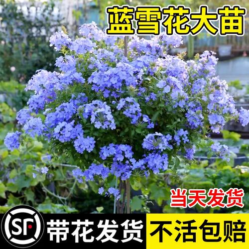 蓝雪花苗盆栽带花棒棒糖耐热好养四季花卉庭院爬藤攀援藤本白雪花 - 图0