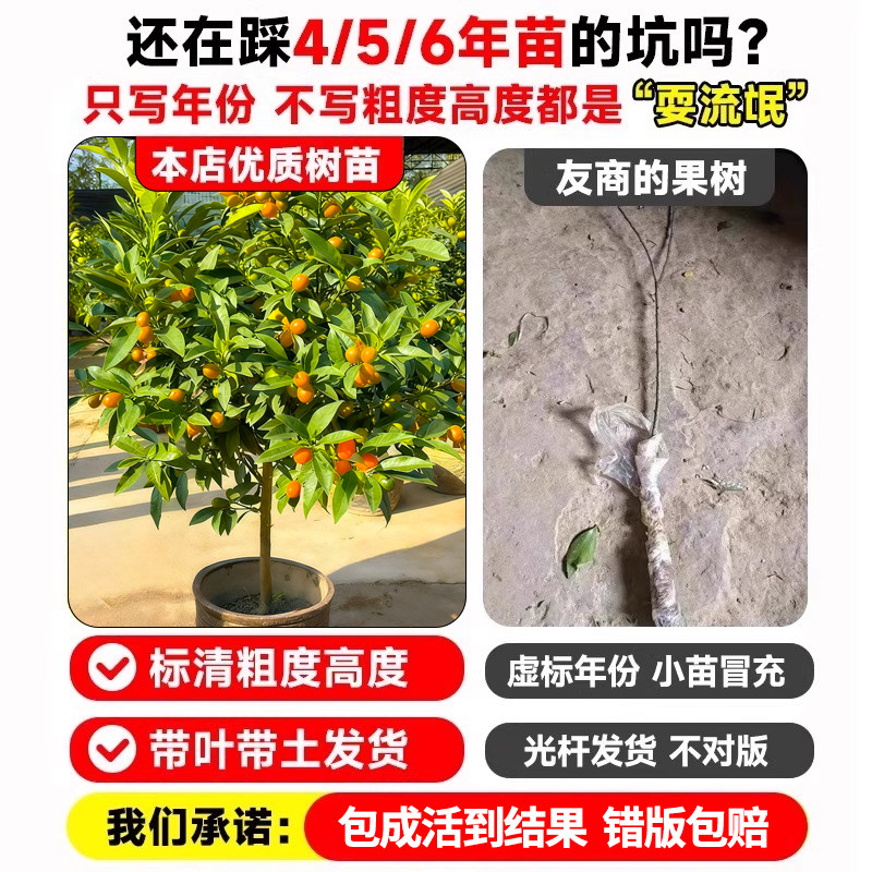 正宗脆皮金桔树盆栽树苗带果可食用客厅四季金桔大树室外庭院果树,淘宝优惠券,粉丝福利购,淘宝优惠卷