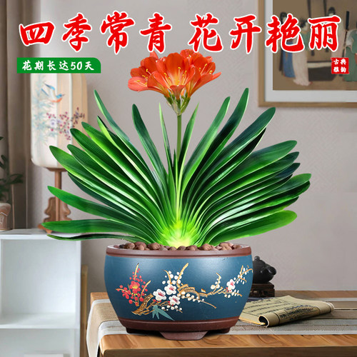 君子兰盆栽带花苞发货精品名贵国宝级圆头花卉室内外四季好养植物 - 图1