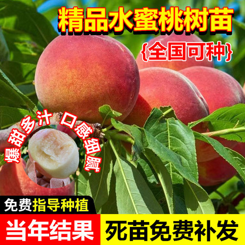 早熟水蜜桃树苗嫁接黄桃树当年结果南方北方种植树苗桃树果苗 - 图0