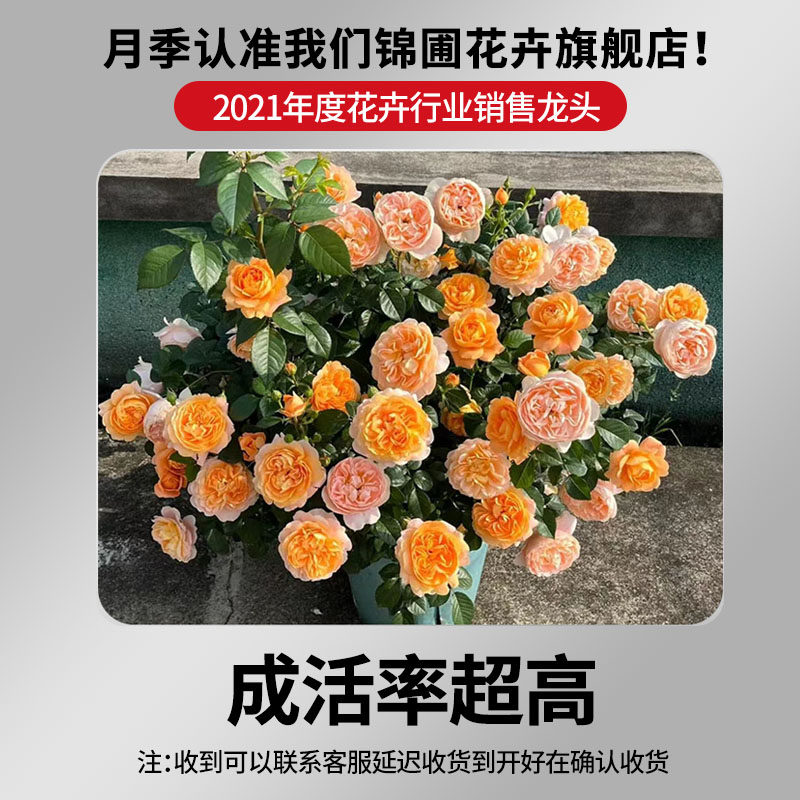 果汁阳台月季盆栽花苗特大花苗四季花卉玫瑰带花苞阳台植物红果汁,淘宝优惠券,粉丝福利购,淘宝优惠卷