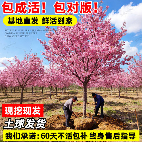 特大日本樱花树苗庭院绿化工程风景树花卉植物南北方室外耐寒种植 - 图2