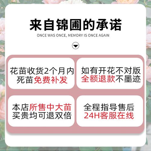 棒棒糖树桩月季花树苗老桩嫁接四季开特大花树状巨型玫瑰花卉盆栽 - 图3