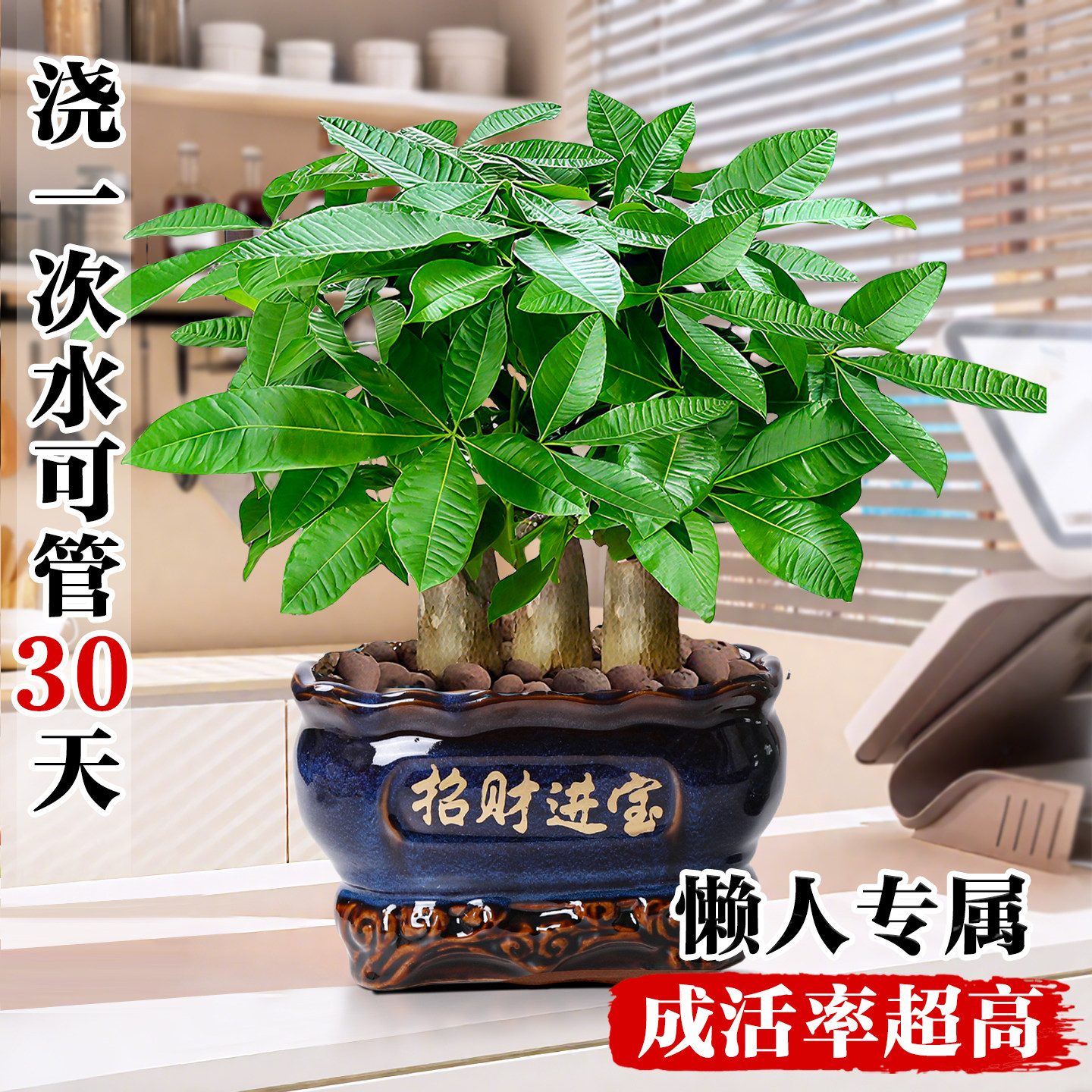 大盆发财树盆栽客厅前台办公室三杆步步高招财树盆景新中式款绿植,淘宝优惠券,粉丝福利购,淘宝优惠卷