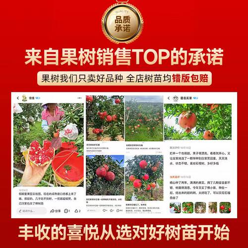 石榴树树苗庭院果树老桩突尼斯软籽无籽蒙阳红石榴盆栽特大带土球 - 图3