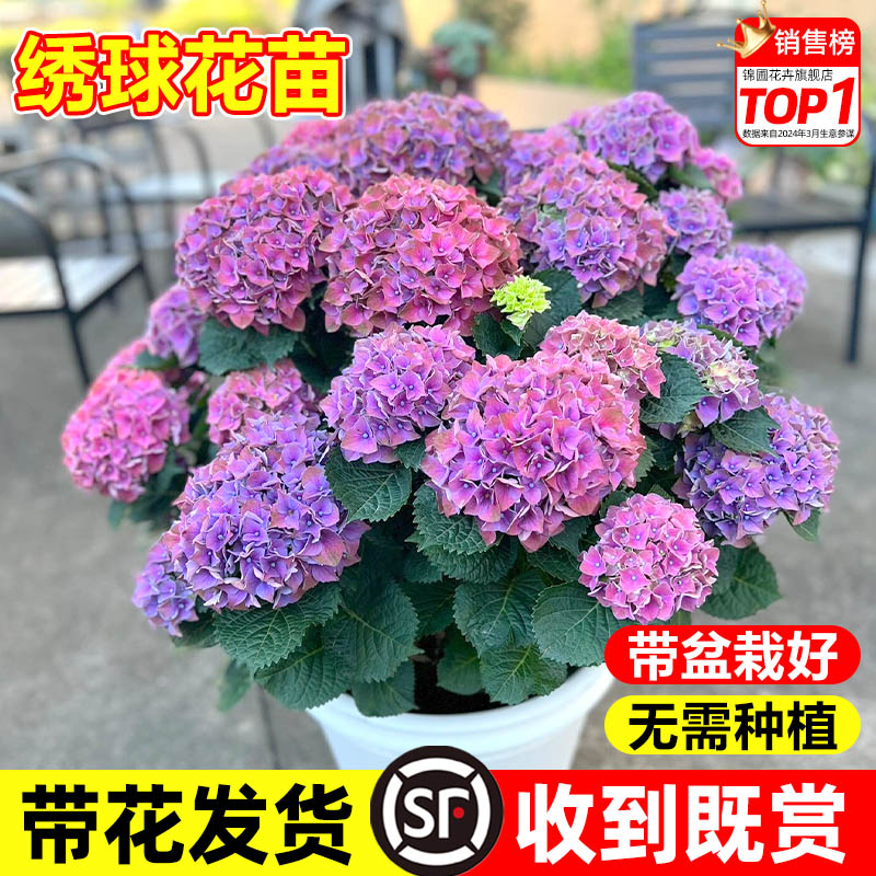 绣球花苗无尽夏盆栽带花特大老桩室内阳台庭院四季开花卉绿植植物 - 图0